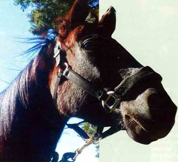 Ivanov Cavallo del Palio di Siena, vinse il Palio del 2 luglio 2012 per la Contrada Capitana dell'Onda