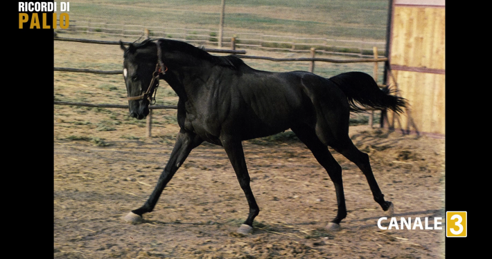 Benito III il cavallo vittorioso allo storico Palio del 2 luglio 1983 per la Contrada del Leocorno
