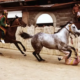 Quebel scosso alla curva di San Martino durante il Palio di Siena del 2 luglio 1977: il roano grigio pomellato, con i colori del Valdimontone ancora visibili sulle bardature, supera il fantino Randa caduto sul tufo e si lancia verso la vittoria – Copyright Associazione Ricordi di Palio.